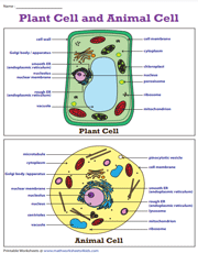 cell worksheet for 5th grade