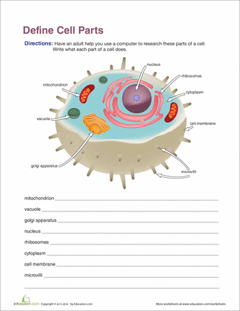 Cell Organelles | Worksheet  | Teaching biology ...
