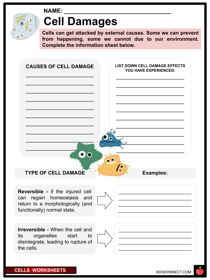 Cells Facts &  Worksheets | Definition, Types, Functions, Biology
