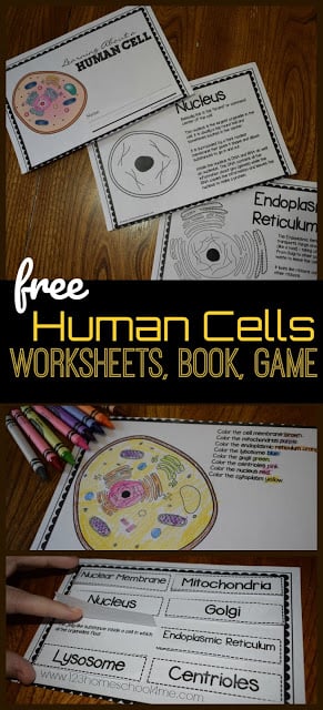 Human Cells for Kids - Worksheet, Cell Model Activity, Review Game