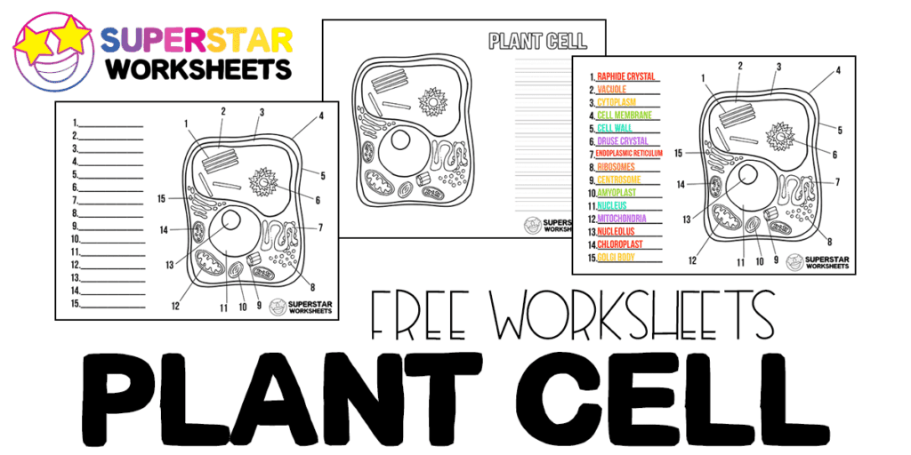Plant Cell Worksheets -Worksheets Library