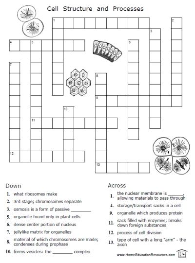 cell worksheet for middle school