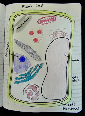 Cell Parts and Function Activities for Middle School - Teaching ...