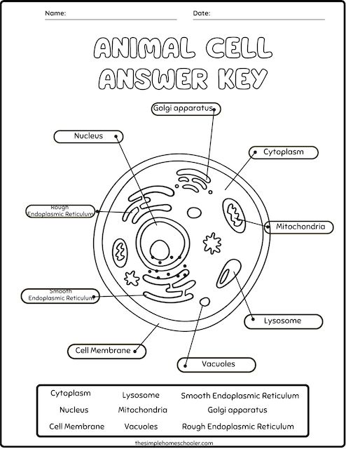 Best Free Animal Cell Worksheets: With Answers &  Easy Print! - The ...
