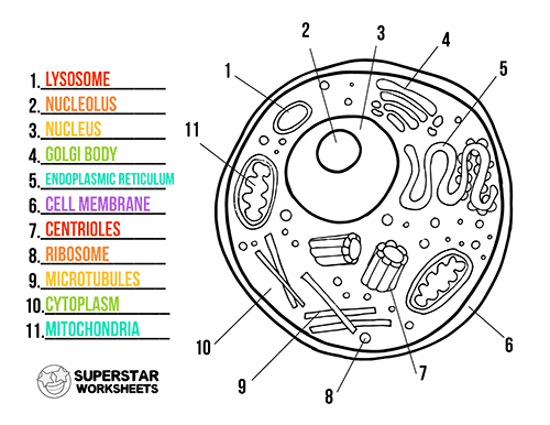 cell worksheet middle school