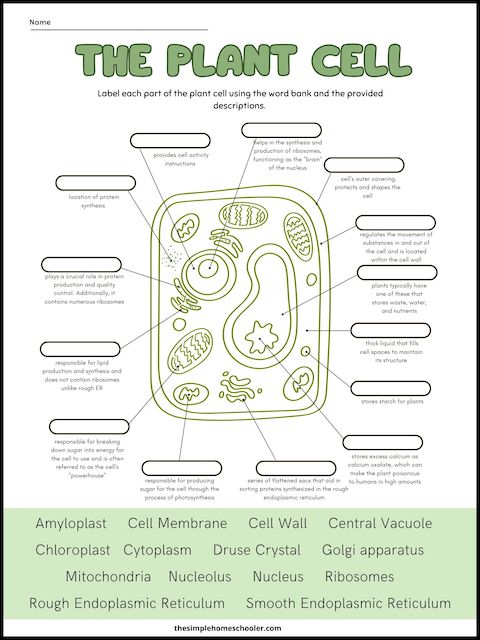 Free Plant Cell Worksheets With Answer Key! - The Simple Homeschooler