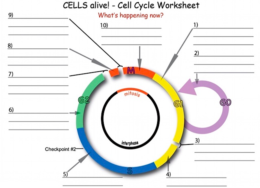 cells alive worksheet answers