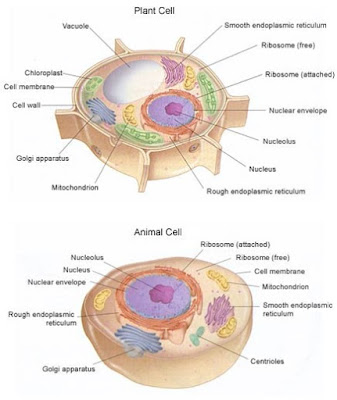 cells alive worksheet answers
