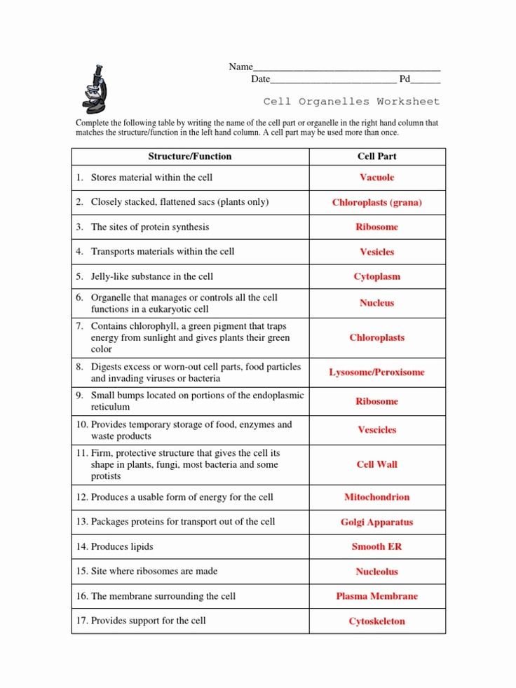 cells and organelles worksheet