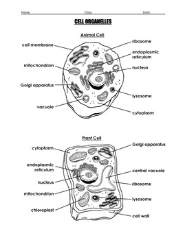 Cells and Cell Organelles With Questions and Label a Diagram Worksheet
