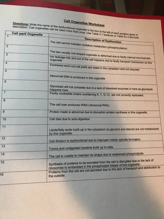 cells and organelles worksheet