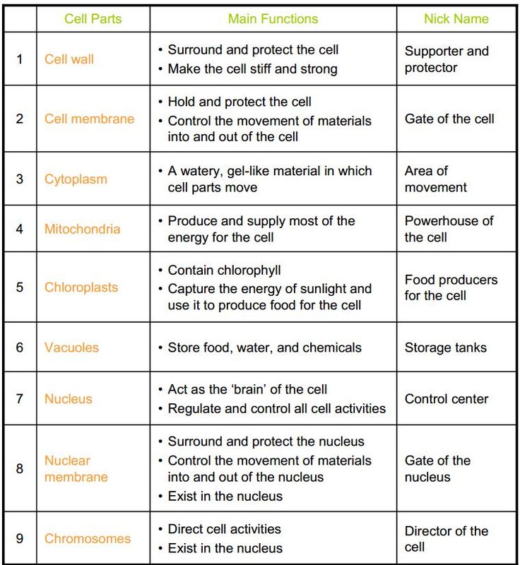 cells and organelles worksheet