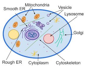 cells and their organelles coloring worksheet answer key