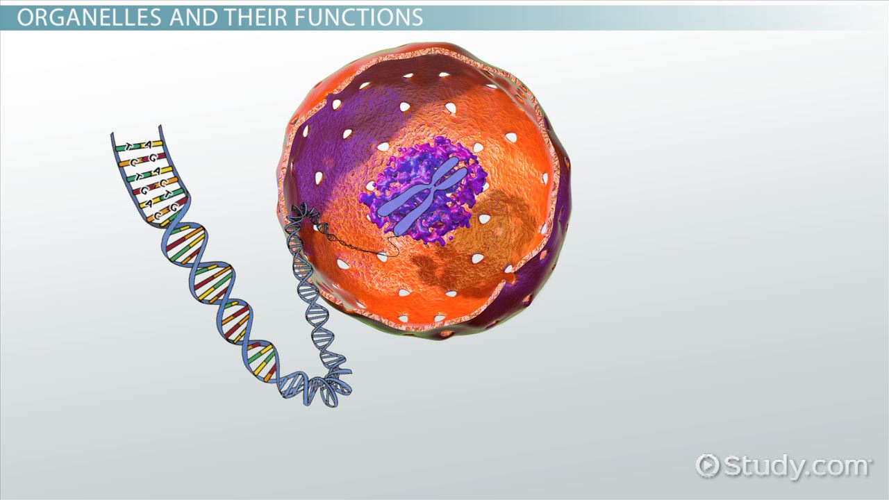 cells and their organelles coloring worksheet answer key