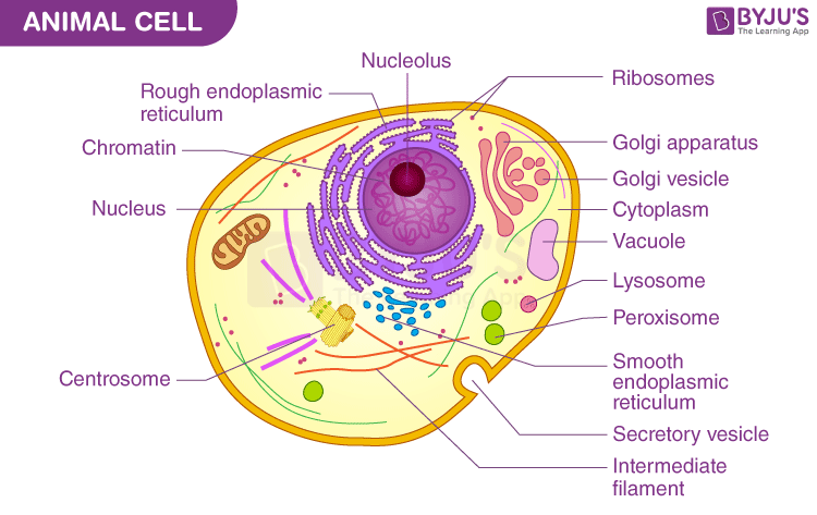 cells and their organelles worksheet answers