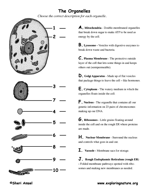 cells and their organelles worksheet answers