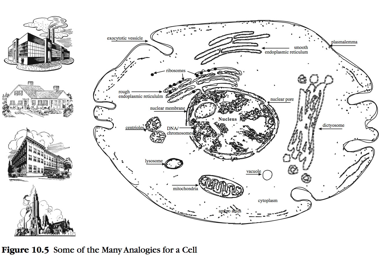 cells as a city analogy