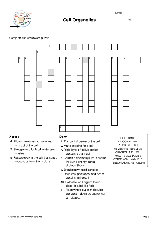 cells organelles worksheet