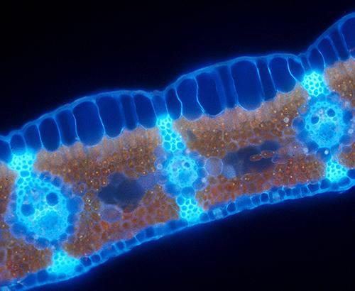 Cells - The Building Blocks of Life | Ask A Biologist