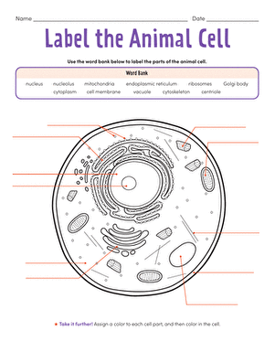 Label the Animal Cell: Level 2 | Worksheet 