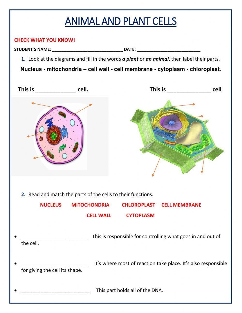 Animal and Plant Cell worksheet  