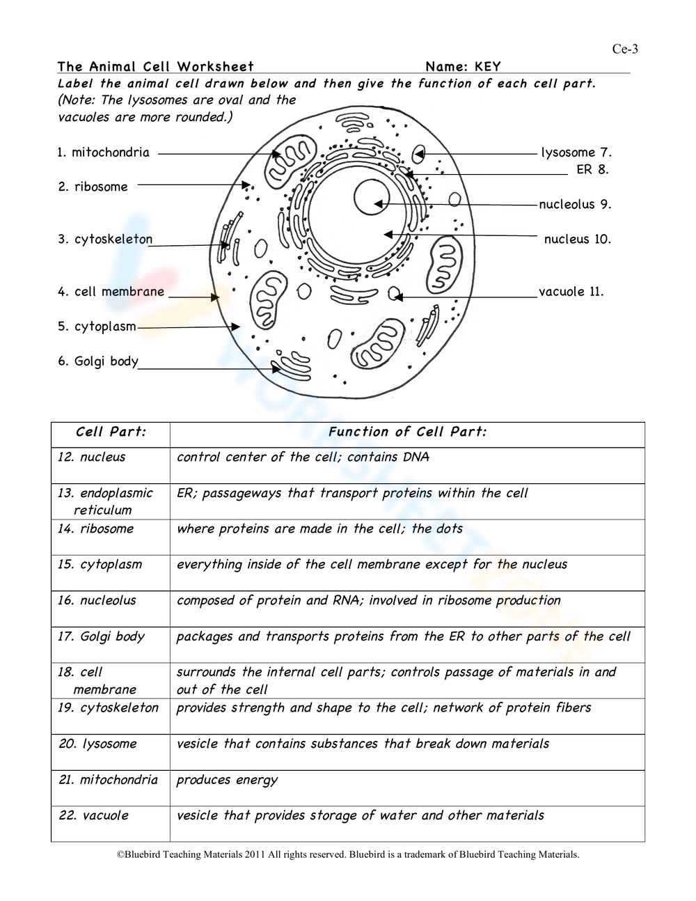 The Animal Cell Worksheet Worksheet