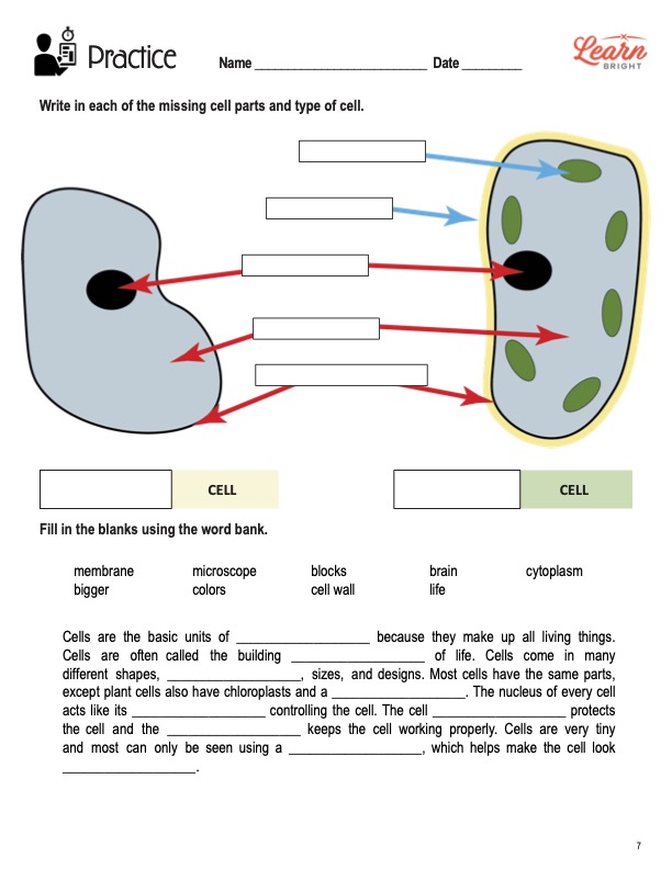 Introduction to Cells - Worksheets Library