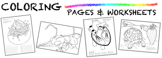 cellular respiration coloring worksheet