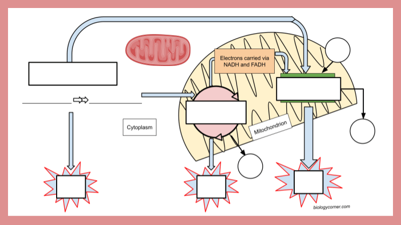 Photosynthesis And Cellular Respiration Diagram Labeling 6 8 Photosynthesis And Cellular Respiration Diagram Labeling 6 8