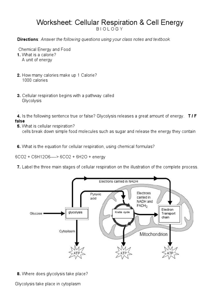 Respiration Worksheet Respiration Worksheet