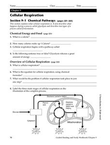 cellular respiration diagram worksheet