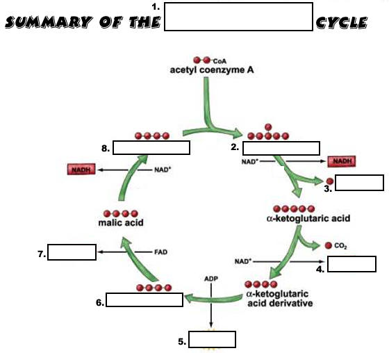 Cell Respiration PPT Questions - B1 - BIOLOGY JUNCTION
