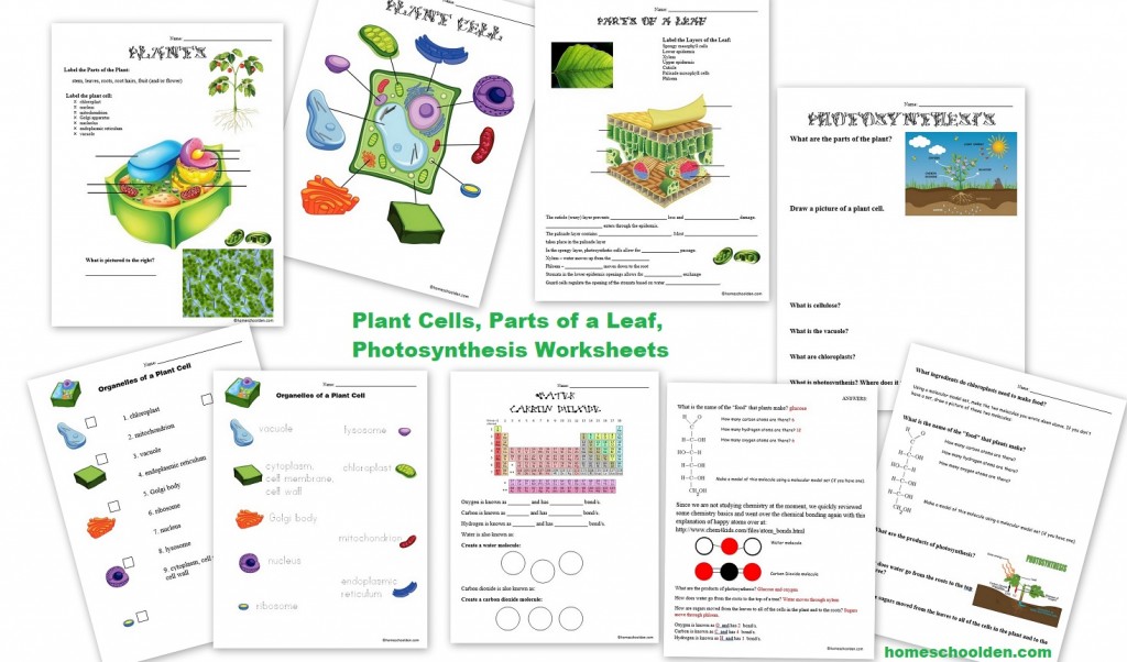 cellular respiration worksheet middle school