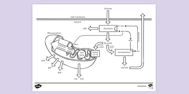 FREE! - Cellular Respiration Colouring Sheet | Colouring Sheets