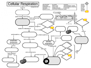 Cellular Respiration Graphic Organizer