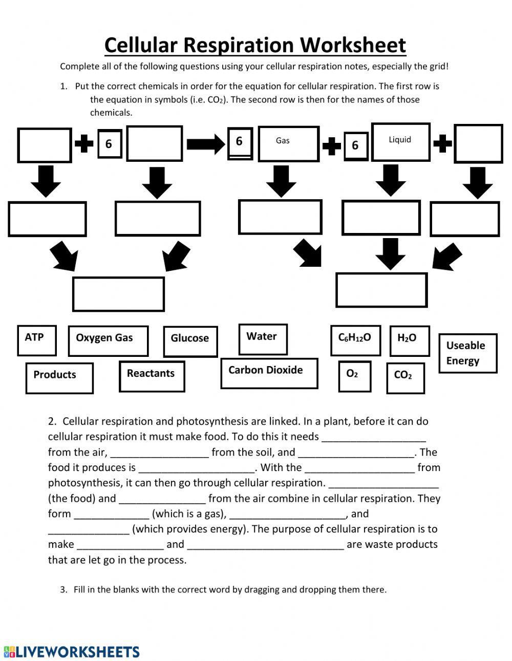 Cellular Respiration Practice Worksheet Worksheets Library Cellular Respiration Practice Worksheet Worksheets Library