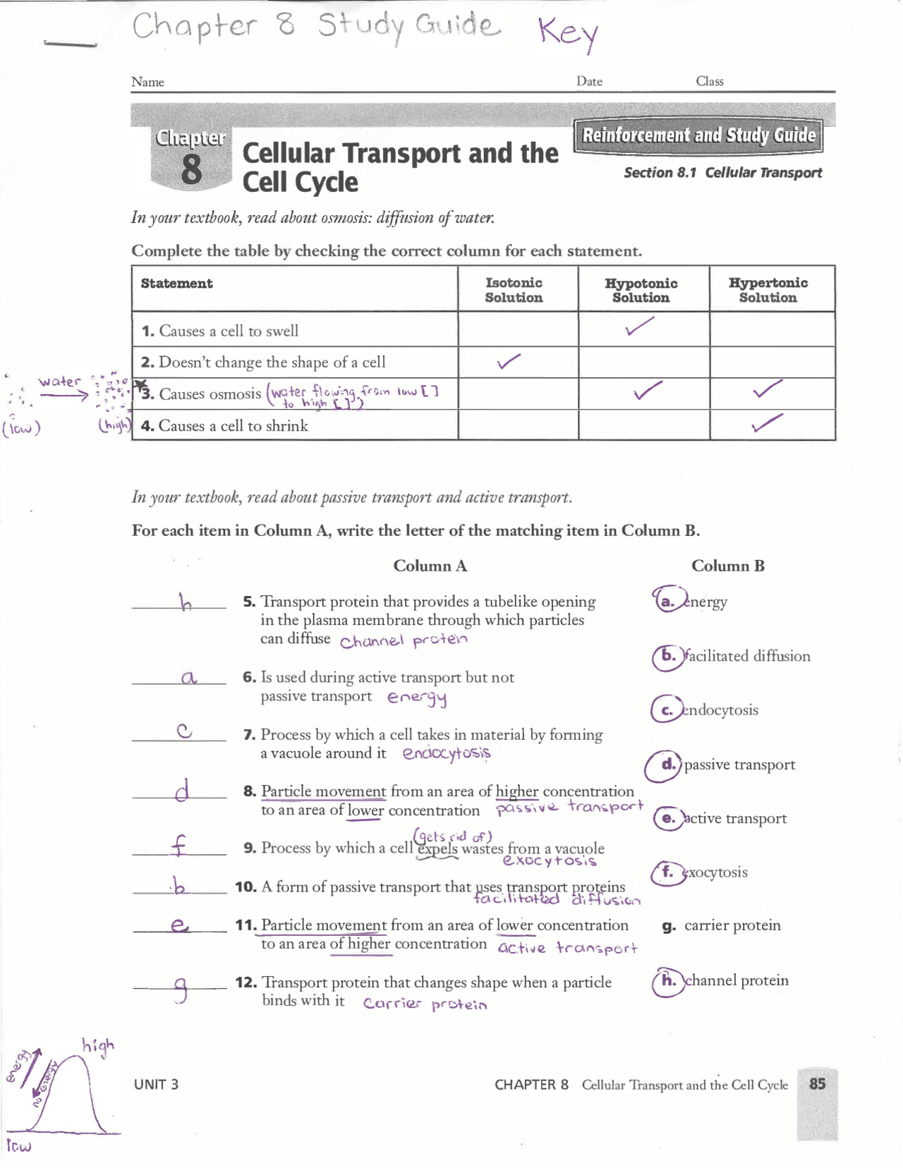 cellular transport and the cell cycle worksheet answers