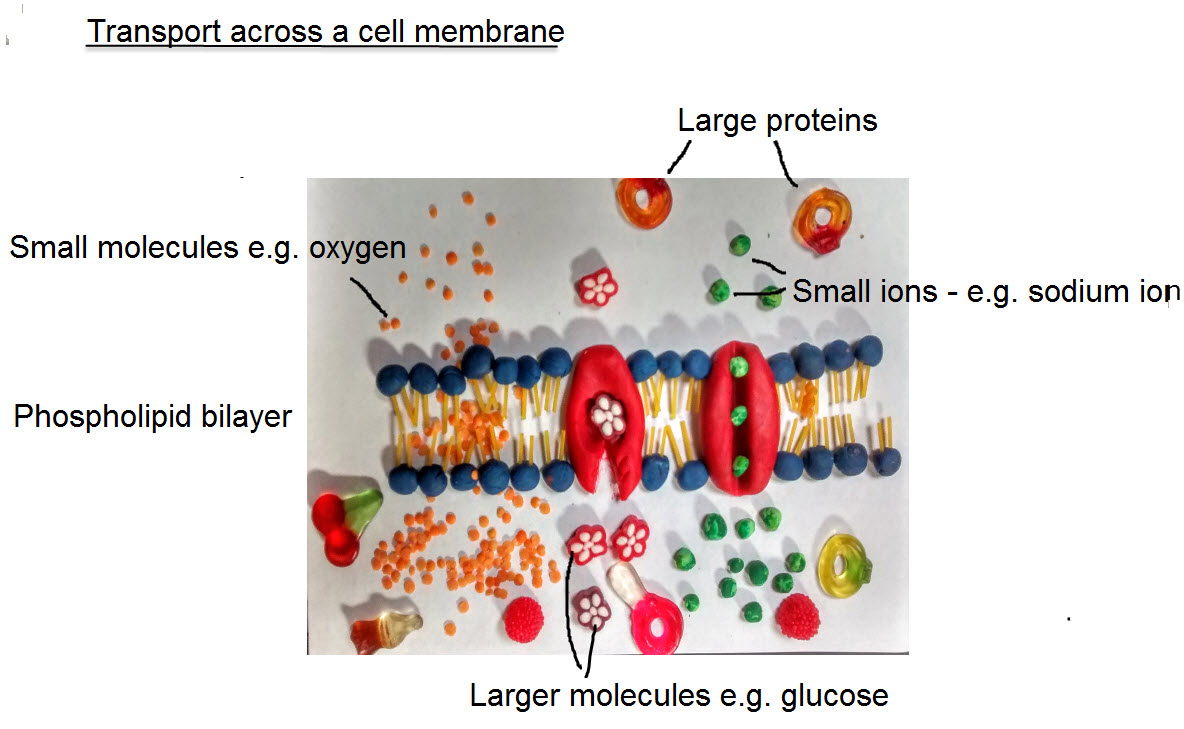 cellular transport and the cell cycle worksheet answers