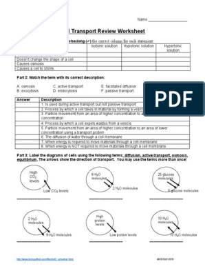 HANDOUT - Cell Transport Review Worksheet | PDF | Osmosis | Life ...