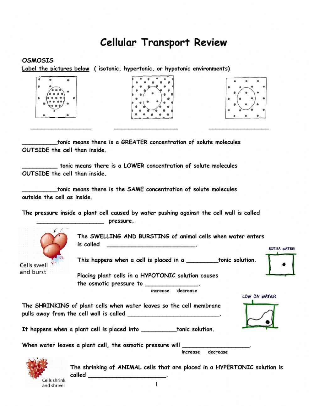 Cellular Transport Review online exercise for | Live Worksheets
