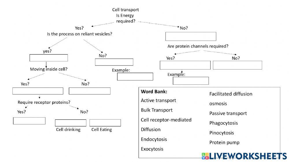 Cell transport interactive worksheet | Live Worksheets - Worksheets Library