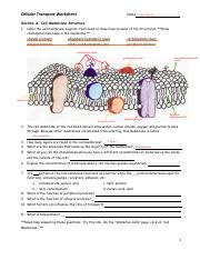 Amy Nguyen - Cellular-Transport-Worksheet.docx.pdf - Name Amy ...