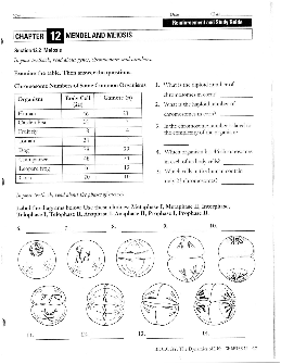 chapter 10 mendel and meiosis worksheet answers