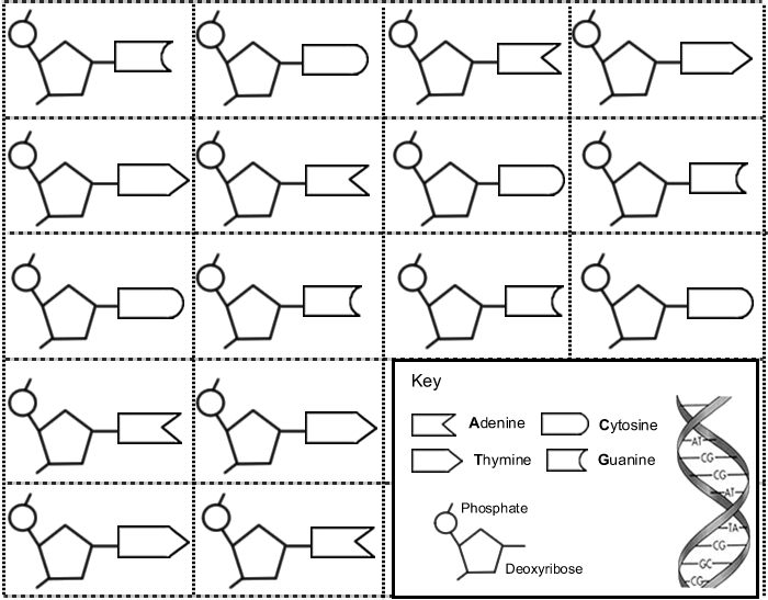 chapter 11 dna and genes worksheet answers