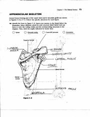 chapter 5 skeletal system worksheet answers