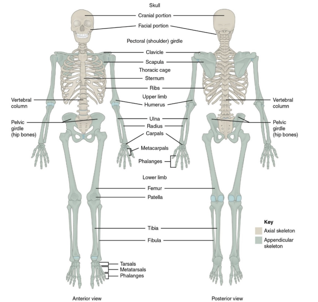 chapter 5 skeletal system worksheet answers