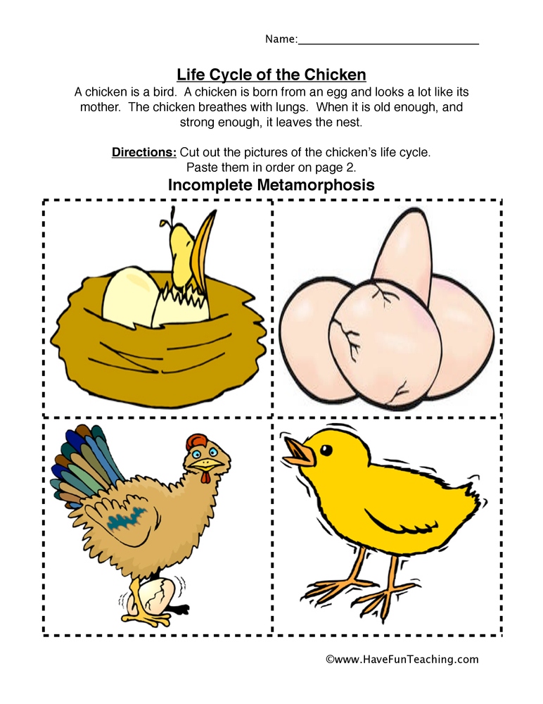 Chicken Life Cycle Worksheet  