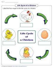 chick life cycle worksheet