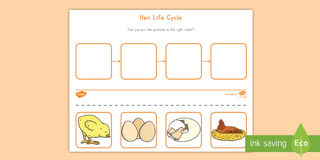 Hen Life Cycle Cut and Paste Activity (teacher made)