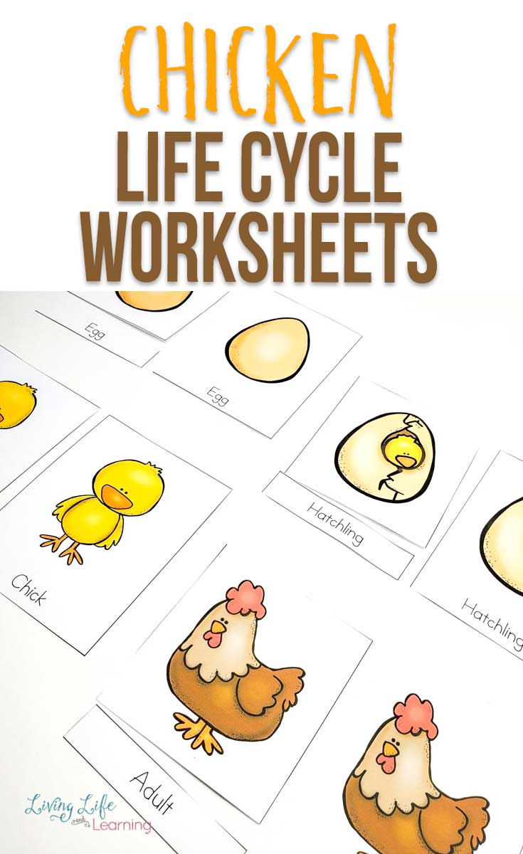 chicken life cycle worksheet